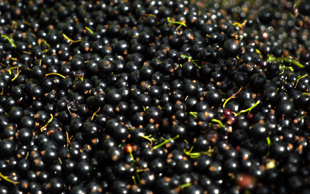 Live well all year round with Blackcurrants