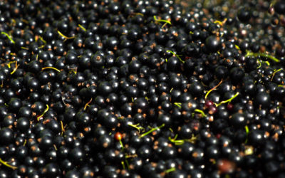 Live well all year round with Blackcurrants